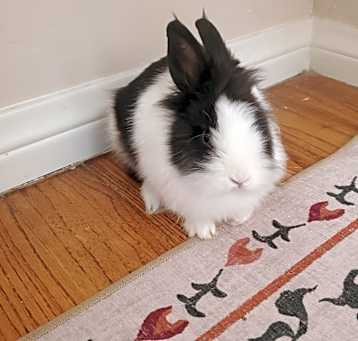 Photo of Pro Bono