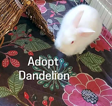 Photo of Dandelion