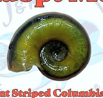 Photo of 🐌 Giant Striped Colombian Ram
