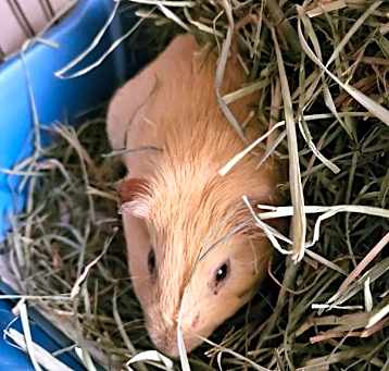 Photo of Cinnamon