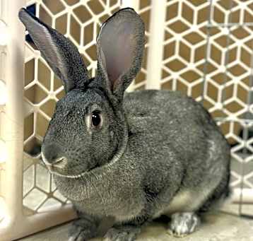 Photo of Blinky