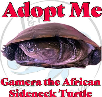 Photo of Gamera the African Sideneck