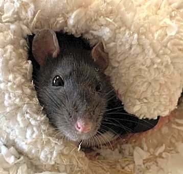 Photo of Morage Baby Girl One