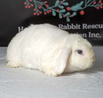 Photo of Flip Flop