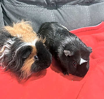 Photo of Mickey & Binkers