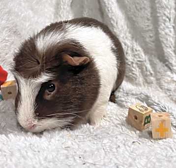 Photo of Brownie