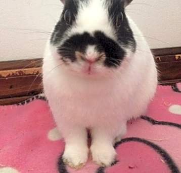 Photo of Bandito (Bonded to Cleodora)