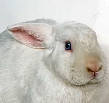 Photo of Finn