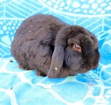 Photo of Louis the Lop