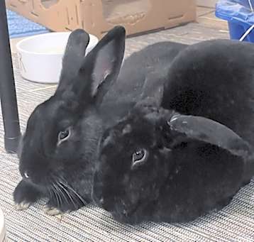 Photo of Flopsy and Moonlight