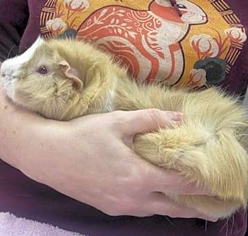 Photo of Saffron