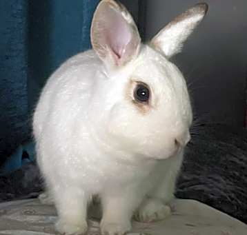 Photo of Peach (adoptable w/ Pumpkin)