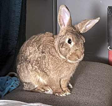Photo of Pumpkin (adoptable w/ Peach)