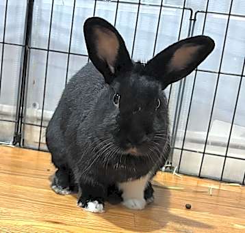 Photo of Aurora (adoptable w/ Orion)