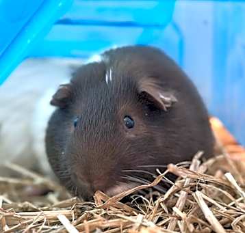 Photo of Coal