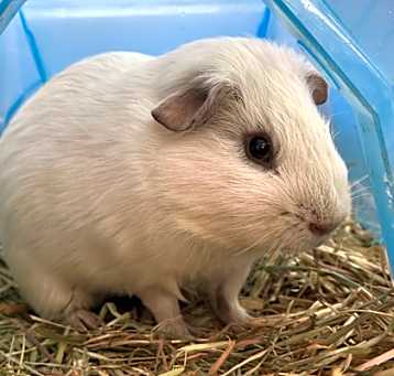 Photo of Cane