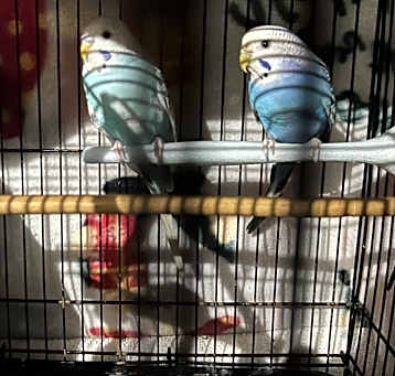 Photo of 3 Budgies