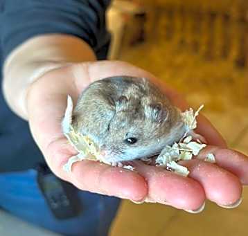 Photo of Chip