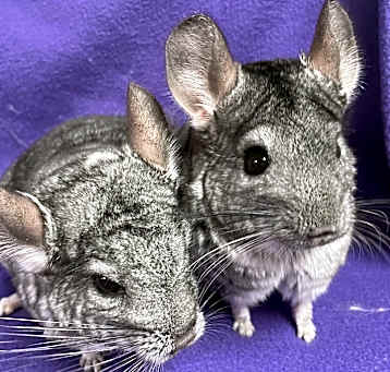 Photo of Moe and Thorne