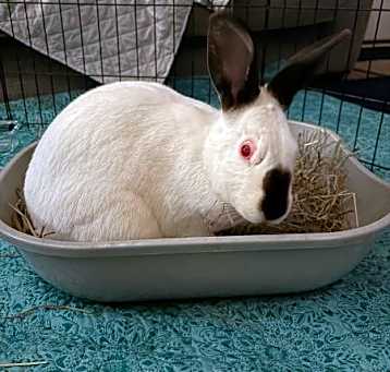 Photo of Sansa