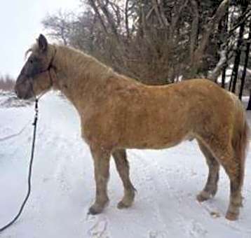 Photo of Whisper