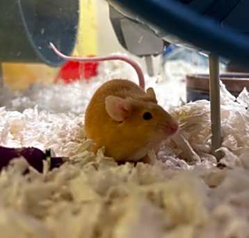 Photo of Gus-Gus