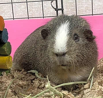 Photo of Hange-Bonded to Levi