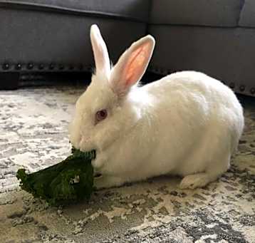 Photo of Nilla