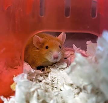Photo of Speedy