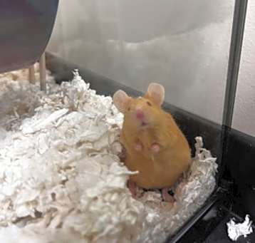 Photo of Reepicheep