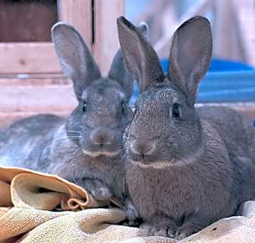 Photo of De Facto (bonded w/ De Novo)