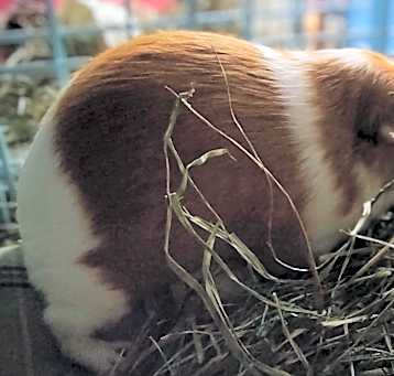 Photo of Chewie Chewie