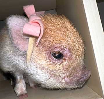 Photo of Sugar