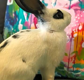 Photo of Sir Floppious Duke of Carrotington