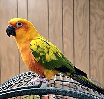Photo of Apollo