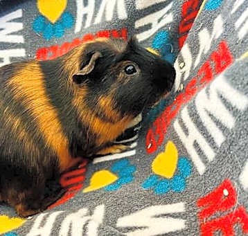 Photo of Babe