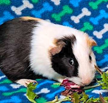 Photo of Parker