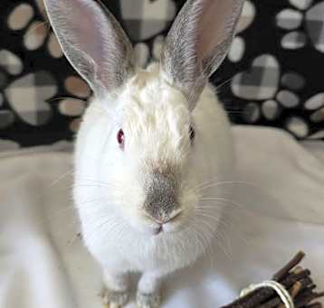 Photo of Smudge
