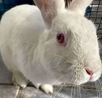Photo of Snowball