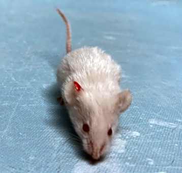 Photo of Mishu