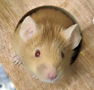 Photo of Gruyere (J 9/10)