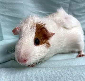 Photo of Frostine