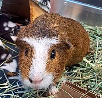 Photo of Blaze