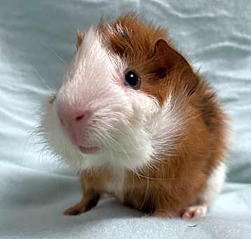 Photo of Popcorn