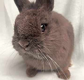 Photo of Dickens