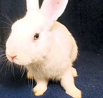 Photo of Albus