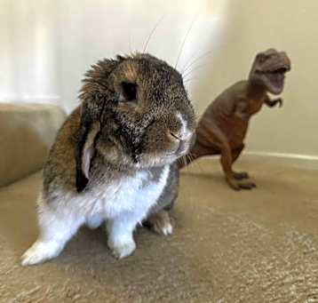 Photo of Nutella