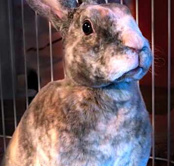 Photo of Thyme