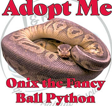 Photo of Onix the Fancy Ball Python