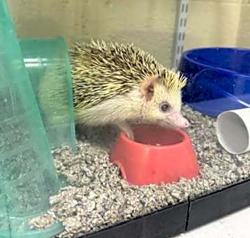 Photo of HAROLD